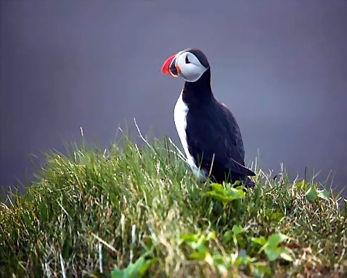  le Macareux moine d`islande