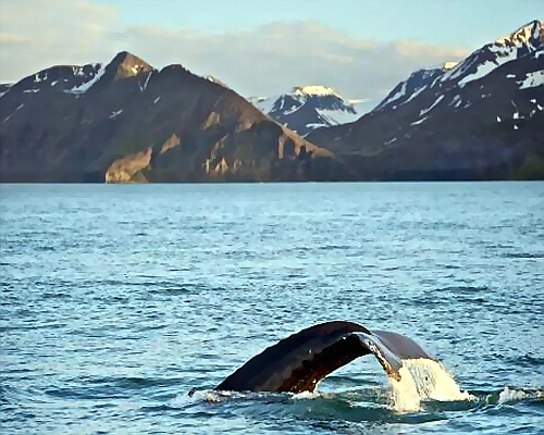 Observation de baleine à bosse en islande
