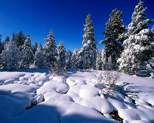  sublime vue du canada sous la neige