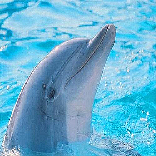 le dauphin j`adore trop beau cool